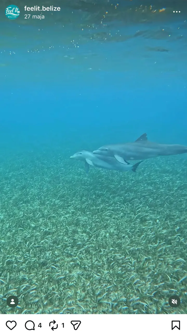 Two dolphins gliding over a seagrass meadow in Belize
