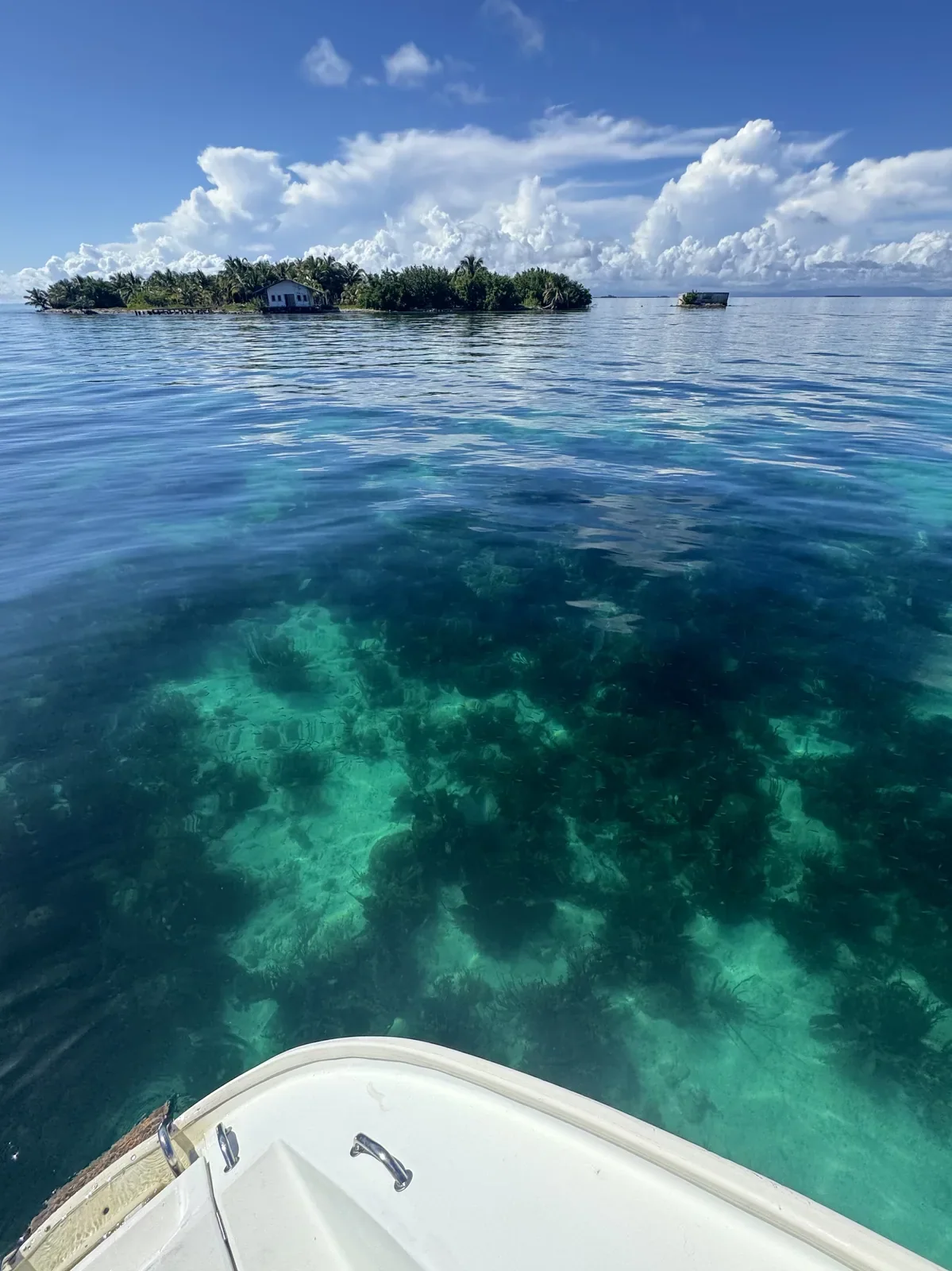 Sailing and reef life with Feel It Belize