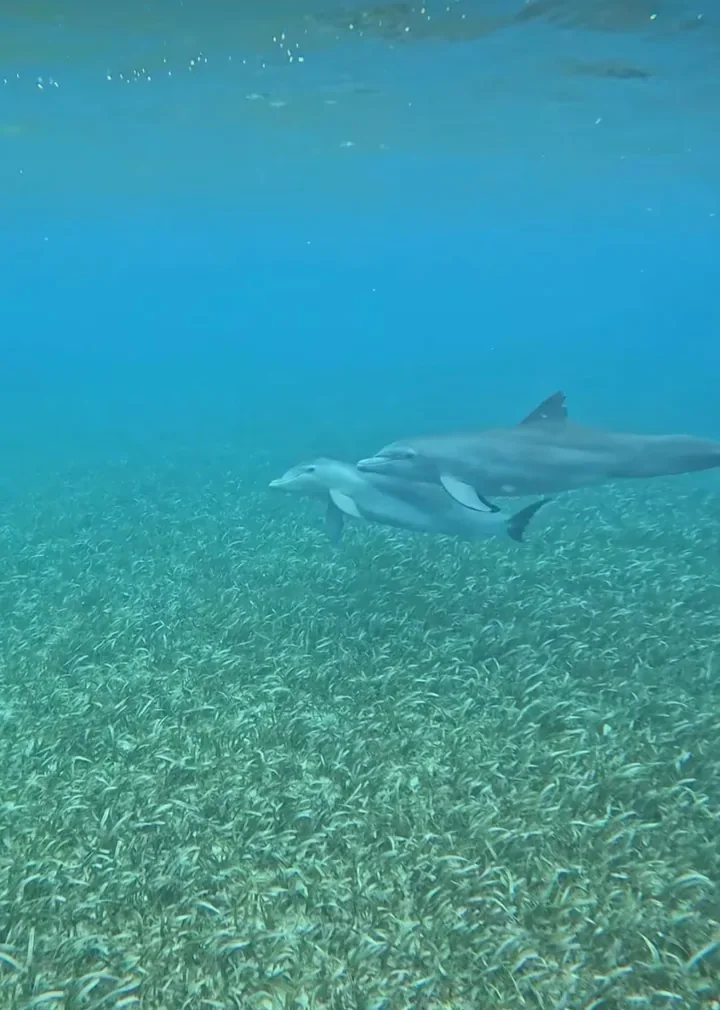 Two dolphins gliding over a seagrass meadow in Belize