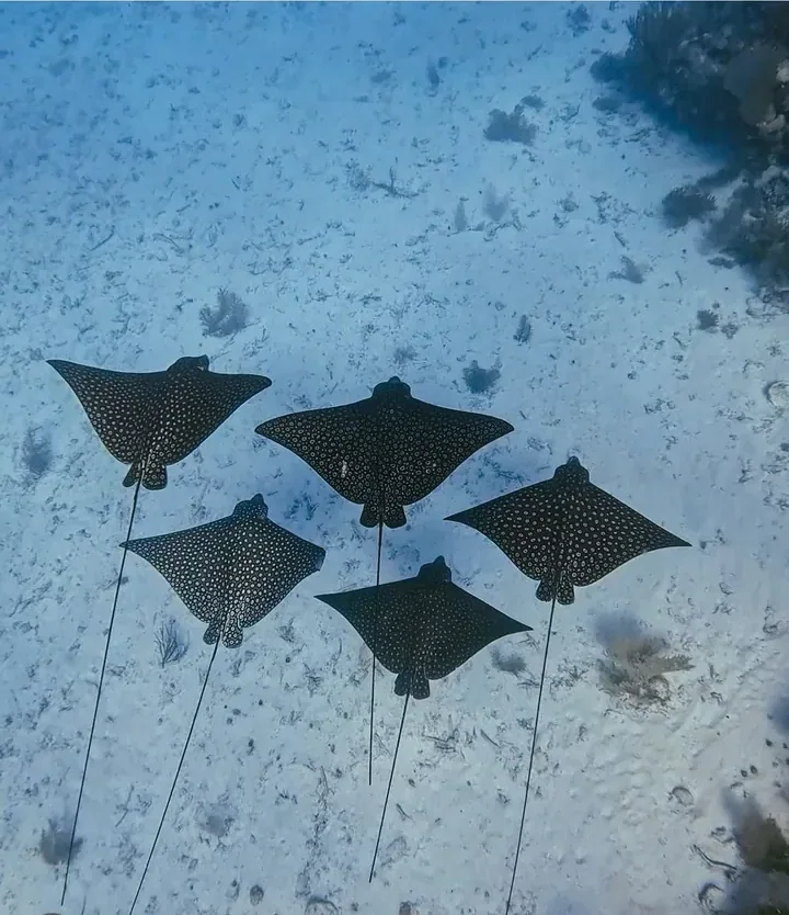 Five spotted eagle rays gliding in formation over white sand