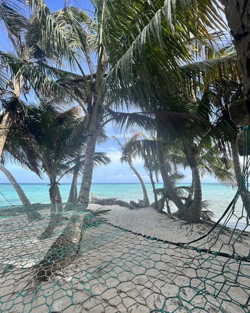 A rope net hammock under the palms on Ranguana Caye, with turquoise water behind